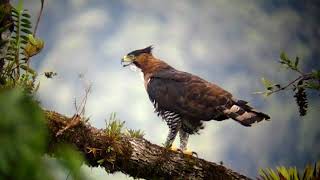 Ornate Hawkeagle Spizaetus ornatus in Continental Divide Road Bocas del Toro Panama [upl. by Nnazus]