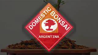 Kit de Trasplante Bonsai Completo iniciados  2019 [upl. by Kayne]