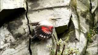 Hajnalmadár  Wallcreeper Lake Balaton Badacsonytördemic  Hungary 20141106 [upl. by Leonard310]