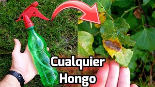 ECHA este FUNGICIDA CASERO en tus PLANTAS y nunca más tendras HONGOS Huerto Con agua oxigenada [upl. by Elolcin626]