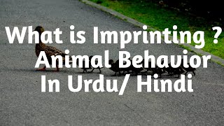 what is imprinting Animal Behaviorin urduHindi [upl. by Almond640]