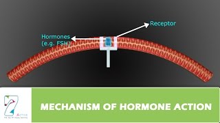 MECHANISM OF HORMONE ACTION [upl. by Aneehc]