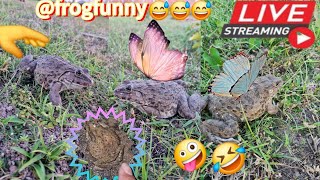 🤏🐸Boing Boing web catching frogs🤏🐸flying amp Jumping Part 9 frog foryou funny catching fun [upl. by Fallon]