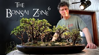 Pruning My Portulacaria afra Bonsai Forest March 2019 [upl. by Oirtemed]