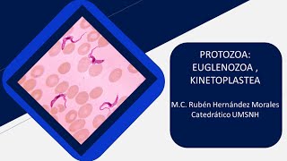 Introducción al estudio de los kinetoplastidos Protozoa Kinetoplastea [upl. by Lorien149]