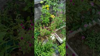 Gomphrena flower shorts shortsfeed viralshort shortvideos viralvideo tiktok waitfortheend [upl. by Pardoes]