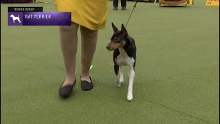 Rat Terriers  Breed Judging 2023 [upl. by Bilek]