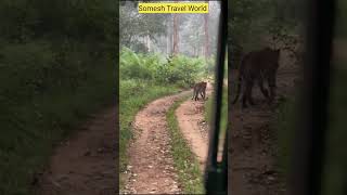 Kabini Nagarhole Tiger Sighting kabini wildlife kabiniforest [upl. by Constantine577]