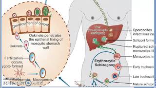 Parasitology 075 e Plasmodium Malaria Liver Schizogony Schizont RBC human trophozoite erypthrocyte [upl. by Ottavia]