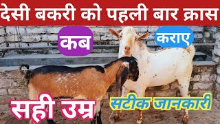 देसी बकरी को पहली बार क्रॉस कब कराए  Black Bengal Bakri Ko Kros Kab Karae cross vnsgoatfarm [upl. by Ros]