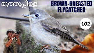 Brownbreasted flycatcher മുത്തുപ്പിള്ള Muscicapa muttui Birding Bird Diversity Kerala [upl. by Iny222]