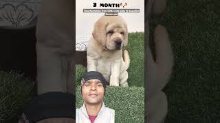 Cute puppy to Grown one dog labrador puppy doglover cute shortsvideo viralvideo trending [upl. by Giusto]