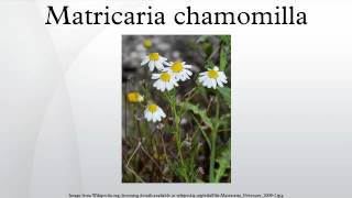 Matricaria chamomilla [upl. by Riti]