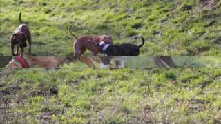 BULL TERRIER vs PITBULL [upl. by Nalhsa60]