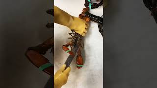 Amazing Cleaning Lobster very easy [upl. by Nessie]