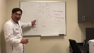 Immunoglobulin IgG and IgM interpretation of serological tests [upl. by Wong]