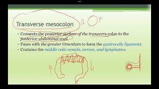 Abdominal Anatomy Mesentery and other organ [upl. by Showker]