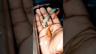 Molly Fish breeding  தமிழ் [upl. by Aihtnis]