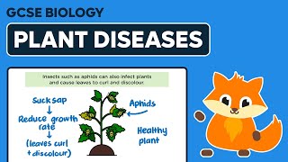 Plant Diseases  GCSE Biology [upl. by Lillian]