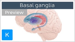 Basal ganglia Pathways and functions preview  Human Neuroanatomy  Kenhub [upl. by Aikahc986]