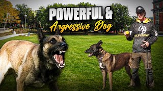 DOG Aggressive Malinois Ecollar Training [upl. by Sim314]