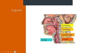 Fisiología de la masticación y deglución  Luis Ignacio Iñaki Martinez Amezaga [upl. by Verna]