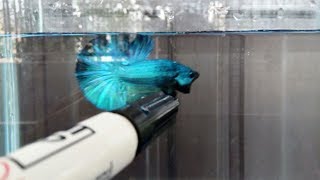 Betta Fish crossing breeding turquoise x dascop [upl. by Gingras]