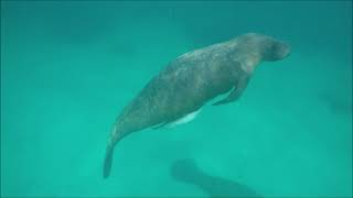 Manatees in Belize [upl. by Joli]