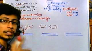 Restriction enzyme digestion Isochizomer neoschizomer and isocaudamer [upl. by Adeuga621]