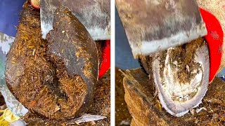 HOOF trimming Slippery donkey hooves veterinarians cut them off with a big knife [upl. by Fuchs]