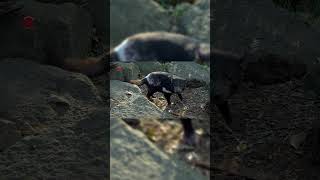 Real Tasmanian Devil Sounds  High Quality  Interesting Tasmanian Devil Sound Experience shorts [upl. by Suhpesoj]