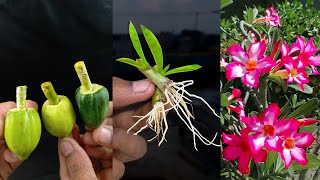 How to grow adenium from cuttings  Desert rose from cuttings [upl. by Mateusz]