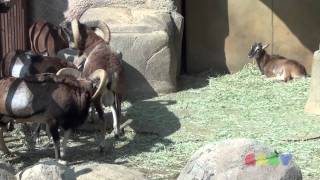 큰뿔산양무플론싸움  Mouflon Fight [upl. by Noiek]