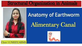 Ch7 Structural organization in animals  Anatomy Alimentary canal of Earthworm  Class 11NEET [upl. by Skipton]