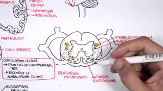 Neurology  Motor Pathways [upl. by Ody916]