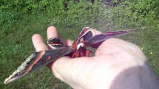 Releasing the Male Cecropia Moth [upl. by Aiduan723]