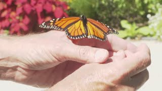 Passionate about pollinators Garden in western Maine attracts monarchs gearing up for migration [upl. by Gard]