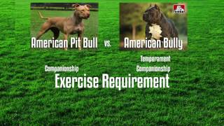 APBT VS AMERICAN BULLY  A BUYERS GUIDE [upl. by Utica117]