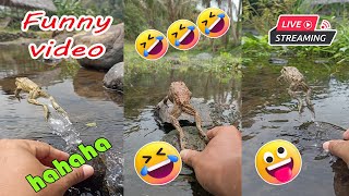 Catching frog funny make you laugh  funny animal video  funny frog jumping short [upl. by Nede]