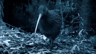 Brown Kiwi Mating Spectacle  Wild New Zealand  BBC Earth [upl. by Charity]