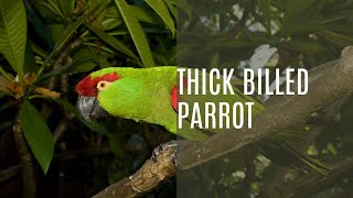 Thick Billed Parrot Rhynchopsitta Pachyrhyncha [upl. by Agustin851]