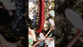 Millipede 10milipedes insects frog nature babyanimals [upl. by Ardied]