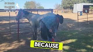 8 Month Old Filly Horse Visits The Nail Salon For The First Time [upl. by Gayl]