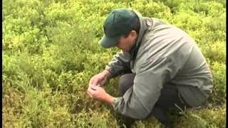 When to Harvest Pulse Crops  Lentils [upl. by Droflim]