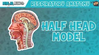 Respiratory  Half Head Anatomy [upl. by Notak]