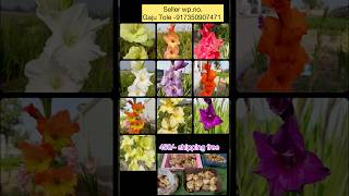 Gladiolus Bulb Available gardening [upl. by Cleo]