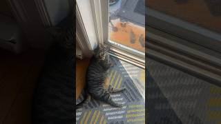 Watching lizards 🦎👀 cats catshorts catsoftiktok [upl. by Rinaldo]