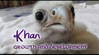 Khan the Saker Falcon  Growth And Development [upl. by Ilrak550]