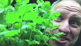 How to grow Hydroponic Cilantro [upl. by Busey]