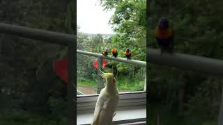 Baby lorikeet with parents [upl. by Eniala]